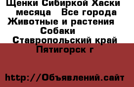 Щенки Сибиркой Хаски 2 месяца - Все города Животные и растения » Собаки   . Ставропольский край,Пятигорск г.